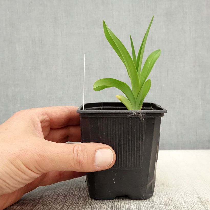 Hemerocallis Patricia Jojo - Daylily 8/9 cm pot sample as delivered in spring