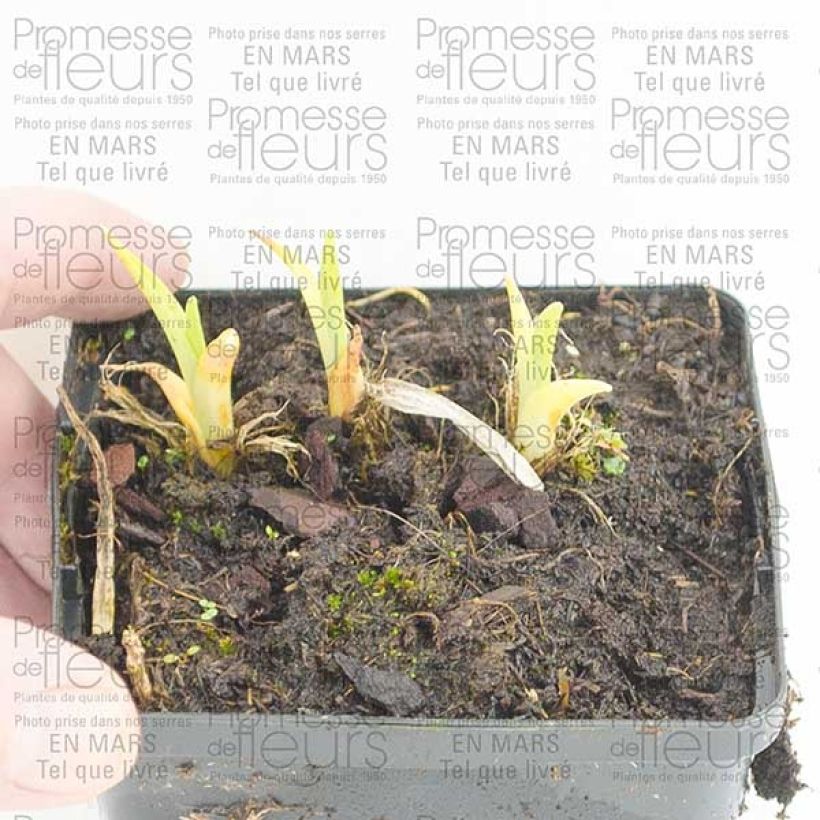 Example of Hemerocallis Pandoras Box - Daylily 8/9 cm pot specimen as delivered