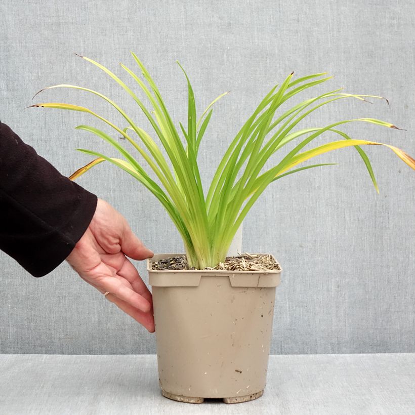 Hemerocallis Pardon Me - Daylily 2L/3L pot sample as delivered in autumn