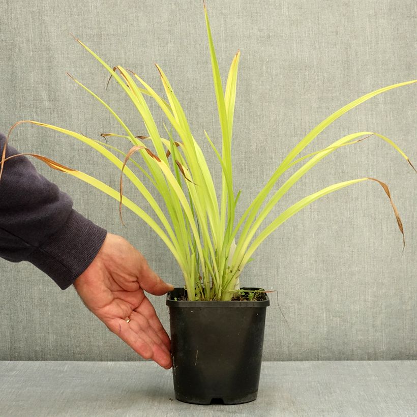 Hemerocallis Pardon Me - Daylily 2L/3L pot sample as delivered in summer