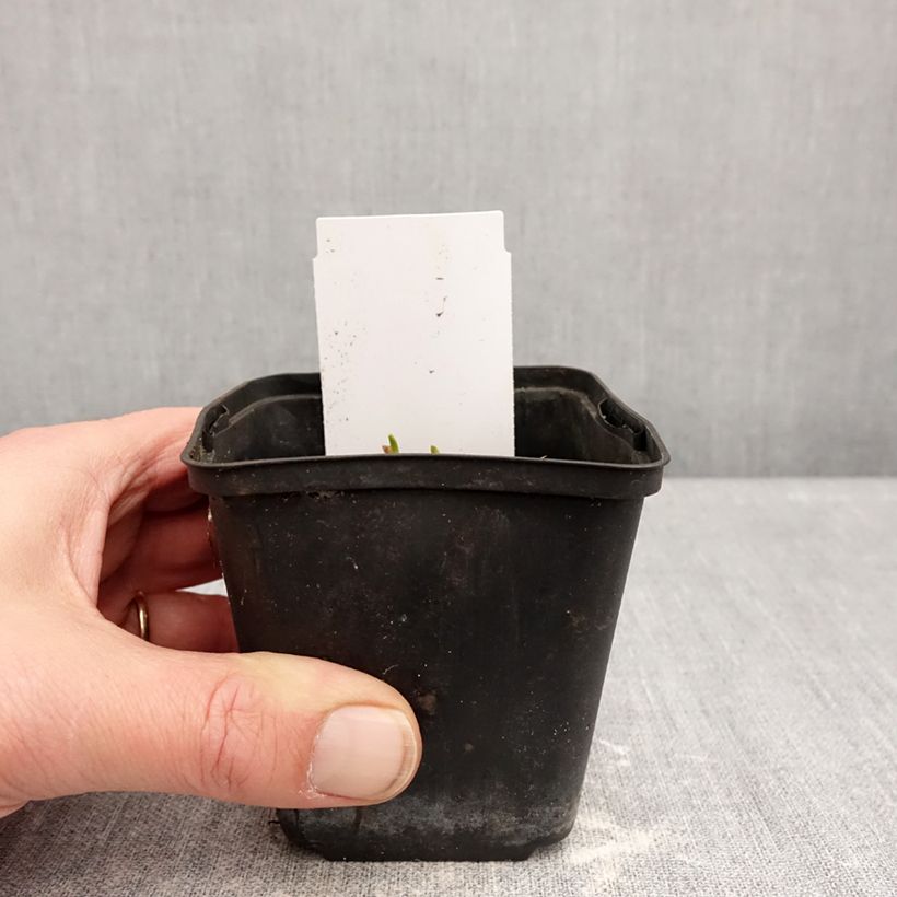 Hemerocallis Piano Man - Daylily 8/9 cm pot sample as delivered in winter