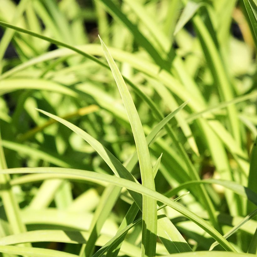 Hemerocallis Prairie Blue Eyes - Daylily (Foliage)
