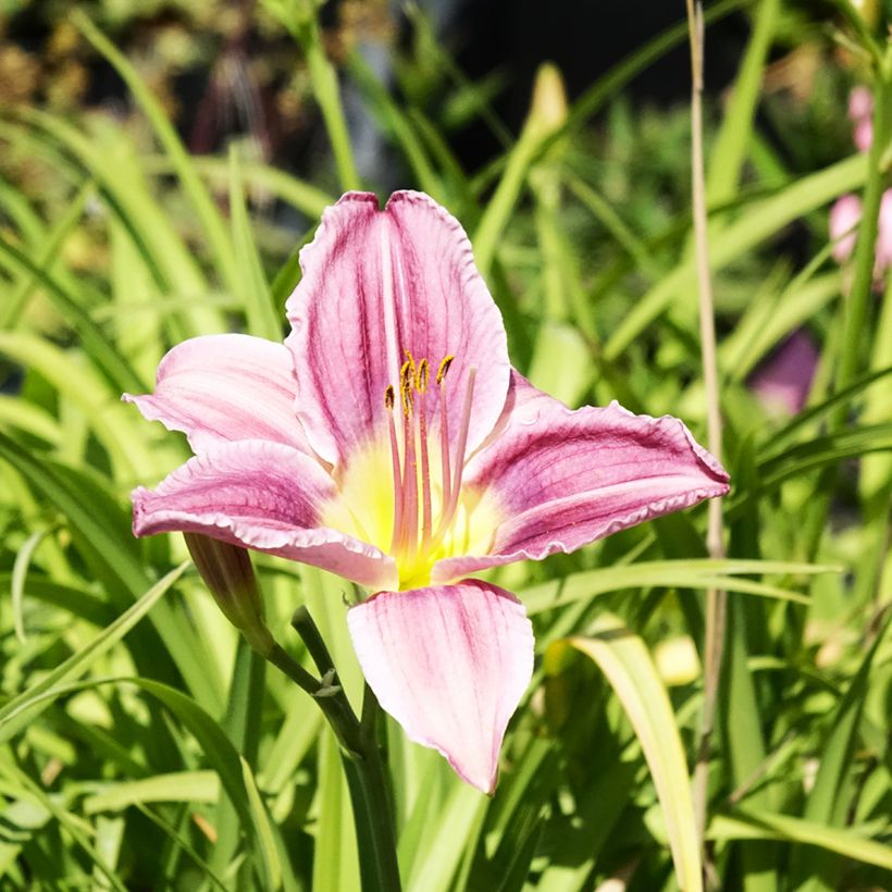 Hemerocallis Prairie Blue Eyes - Daylily (Flowering)