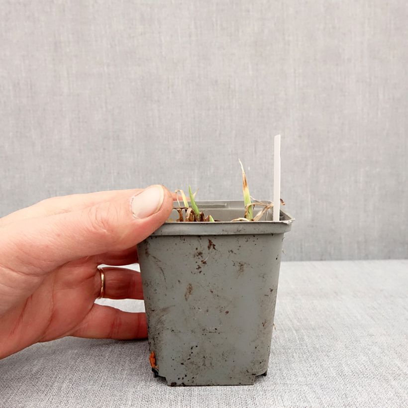 Hemerocallis Prairie Blue Eyes - Daylily 8/9 cm pot sample as delivered in winter