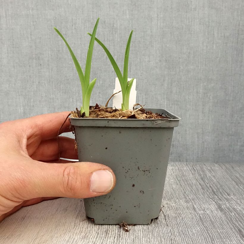 Hemerocallis Prairie Blue Eyes - Daylily 8/9 cm pot sample as delivered in spring