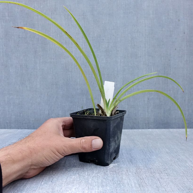 Hemerocallis Rapsberry Candy - Daylily 8/9 cm pot sample as delivered in autumn