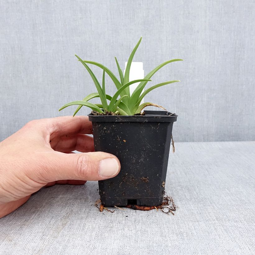 Hemerocallis Rapsberry Candy - Daylily 8/9 cm pot sample as delivered in spring