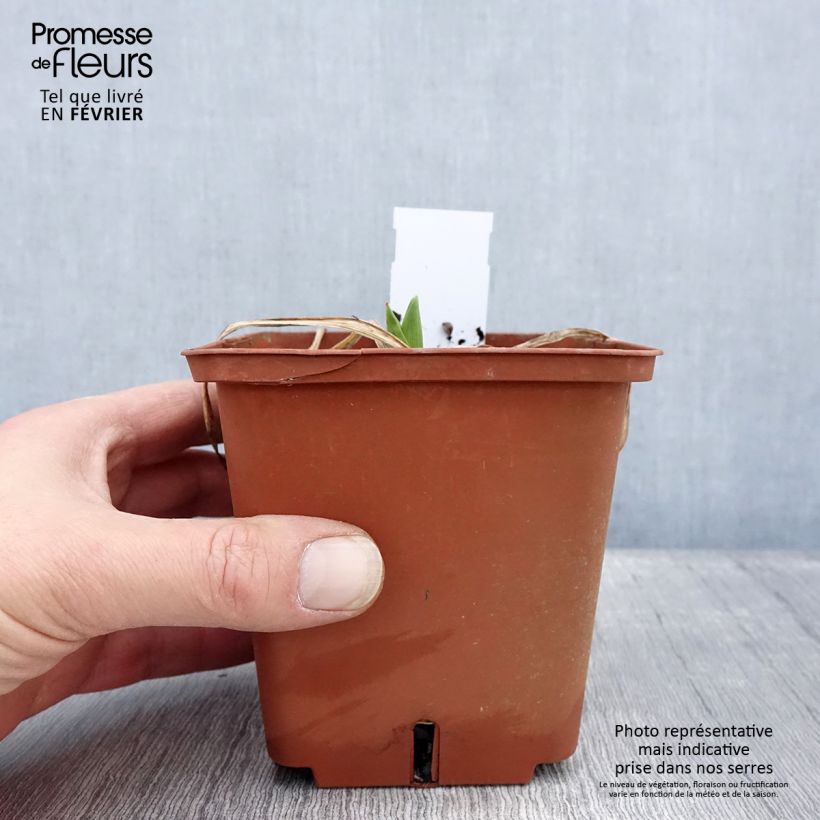 Hemerocallis Rose Corsage - Daylily 1L/1.5L pot sample as delivered in winter