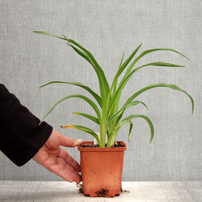 Hemerocallis Rose Corsage - Daylily 1L/1.5L pot sample as delivered in spring