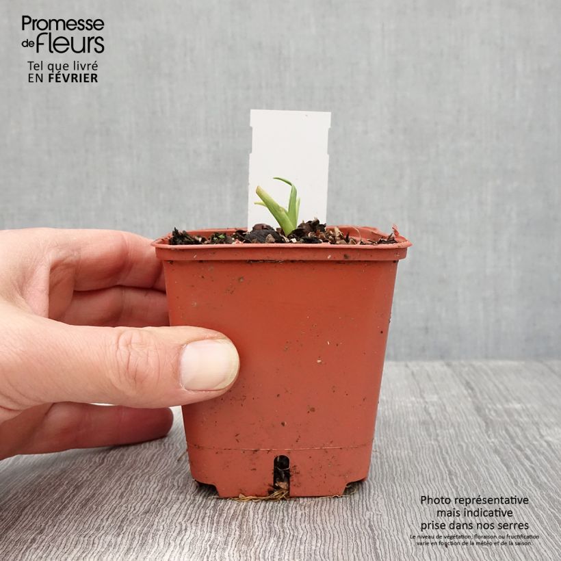 Hemerocallis Roswitha - Daylily 8/9 cm pot sample as delivered in winter