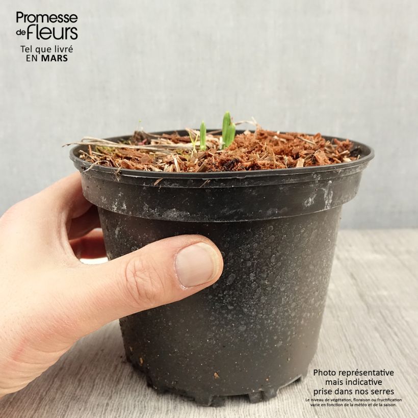 Hemerocallis Rosy Returns - Daylily 2L/3L pot sample as delivered in spring