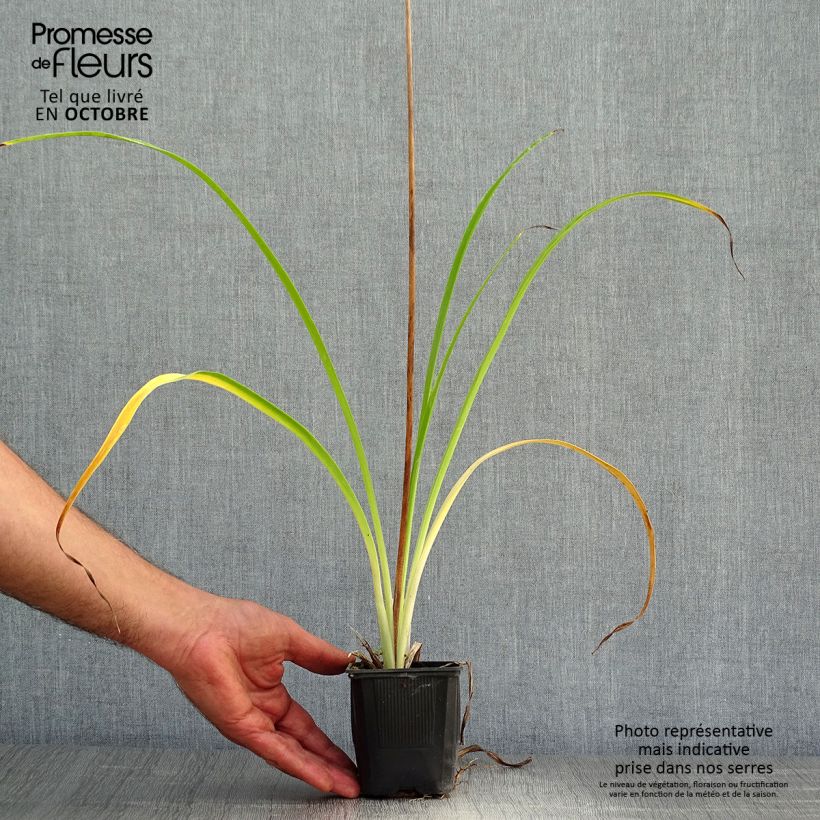 Hemerocallis Shooting Star - Daylily 8/9 cm pot sample as delivered in autumn