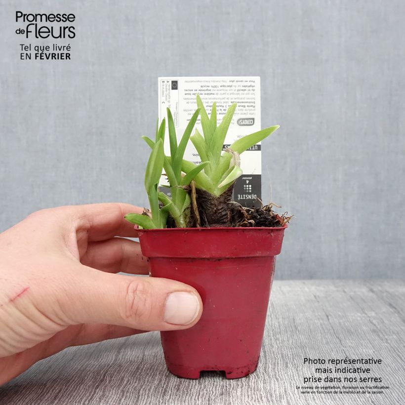 Hemerocallis Siloam Double Classic - Daylily 8/9 cm pot sample as delivered in winter