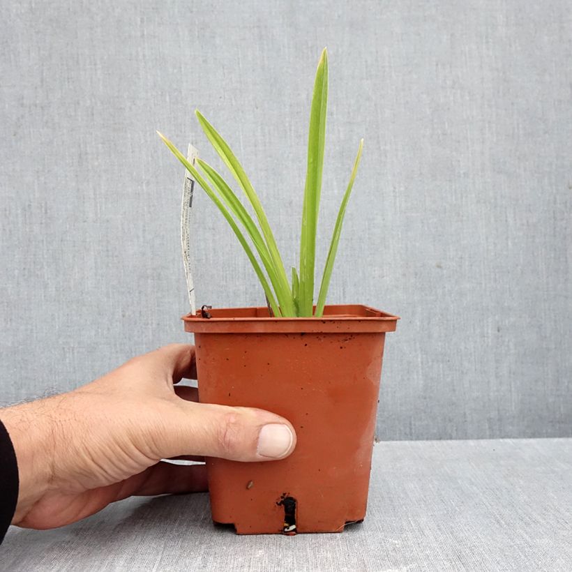 Hemerocallis Siloam Double Classic - Daylily 1L/1.5L pot sample as delivered in autumn