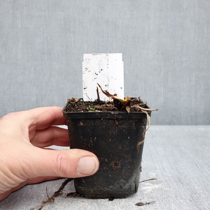 Hemerocallis Snowy Eyes - Daylily 8/9 cm pot sample as delivered in winter