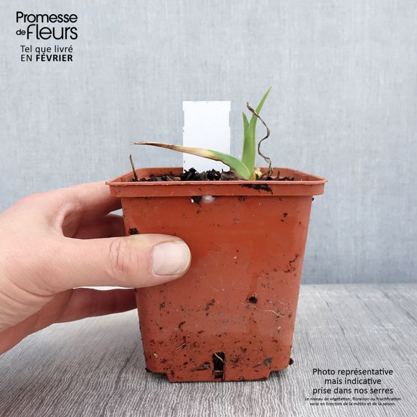 Hemerocallis Startle - Daylily 1L/1.5L pot sample as delivered in winter