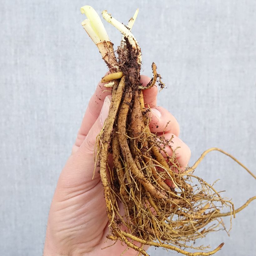 Hemerocallis Stella de Oro - Daylily Bare root sample as delivered in winter