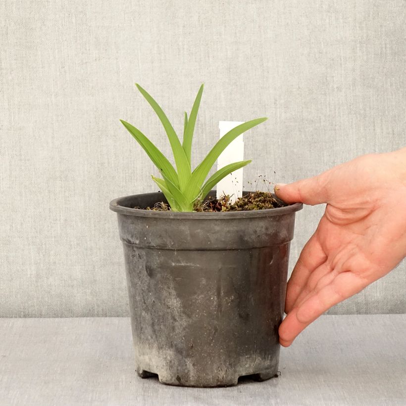 Hemerocallis Strawberry Candy - Daylily 2L/3L pot sample as delivered in spring