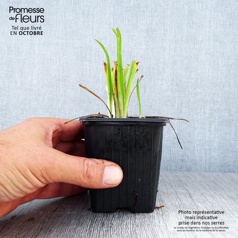 Hemerocallis Thumbelina - Daylily 8/9 cm pot sample as delivered in autumn