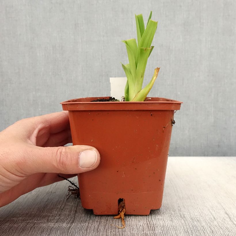 Hemerocallis Veins of Truth - Daylily 1L/1.5L pot sample as delivered in spring