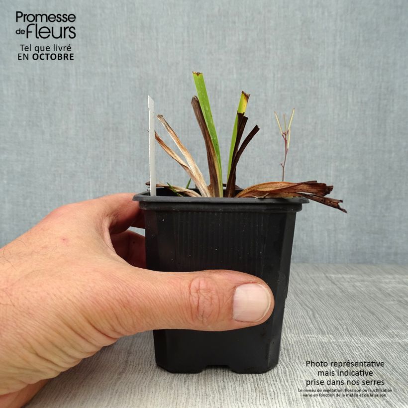 Hemerocallis White Temptation - Daylily 8/9 cm pot sample as delivered in autumn