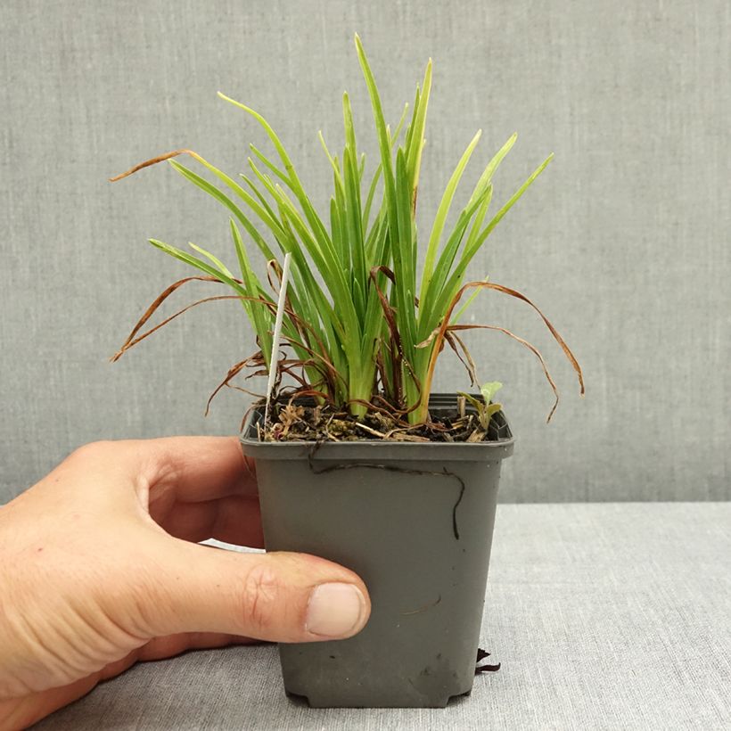 Hemerocallis Everydaylily Rose - Daylily 8/9 cm pot sample as delivered in summer