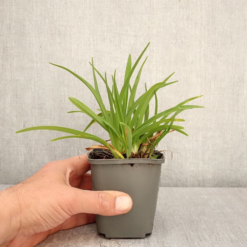 Hemerocallis Everydaylily Rose - Daylily 8/9 cm pot sample as delivered in spring