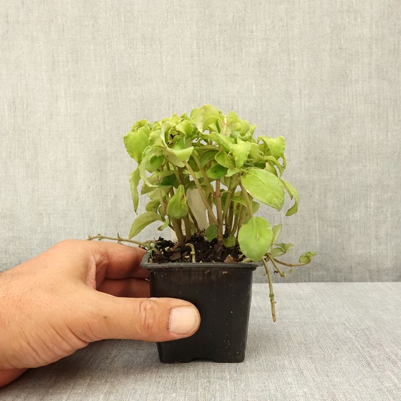 Hemiboea subcapitata 8/9 cm pot sample as delivered in summer