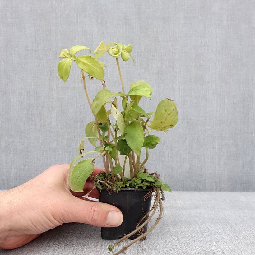 Hemiboea subcapitata 8/9 cm pot sample as delivered in winter