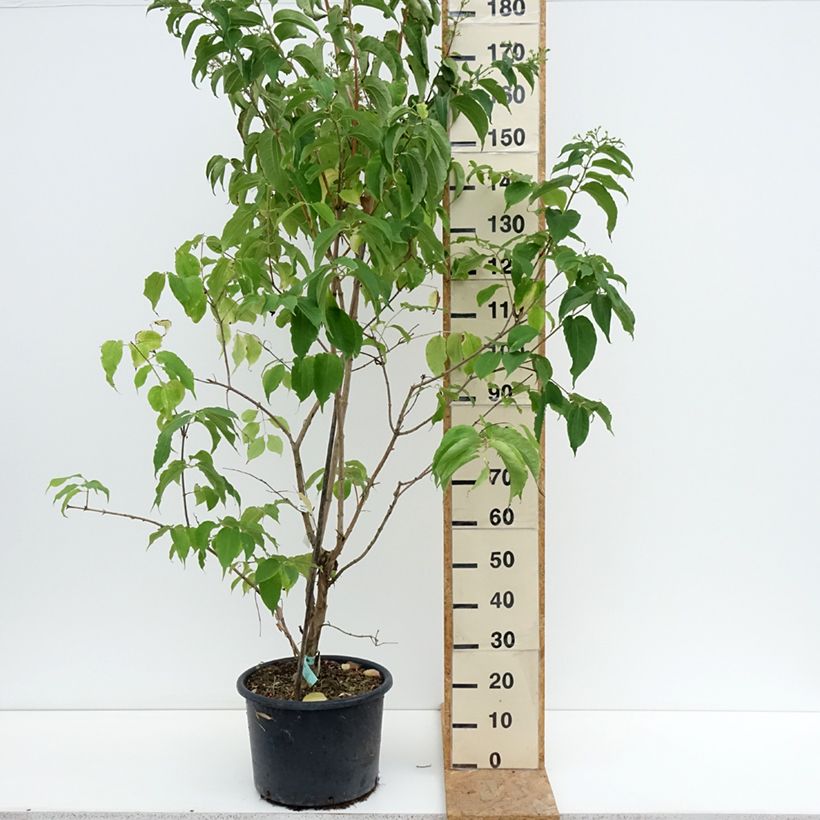 Heptacodium miconioides - Seven-son Tree 20L/25L pot sample as delivered in summer