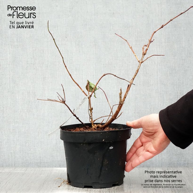 Heptacodium miconioides Tianshan (R) 3L/4L pot sample as delivered in winter