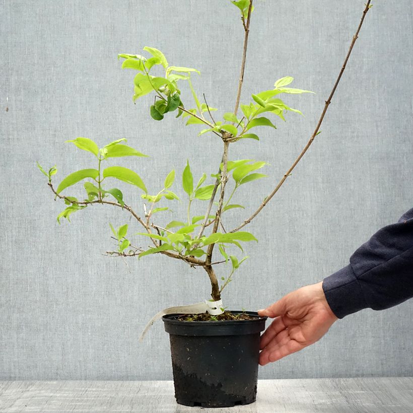 Heptacodium miconioides Tianshan (R) 3L/4L pot sample as delivered in spring