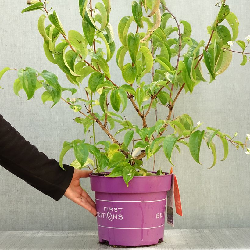 Heptacodium miconioides Tianshan (R) 7.5L/10L pot sample as delivered in autumn