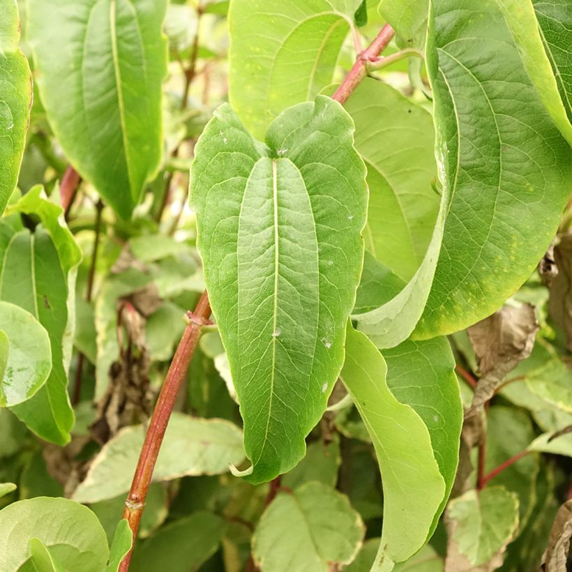 Heptacodium miconioides Tianshan (R) (Foliage)