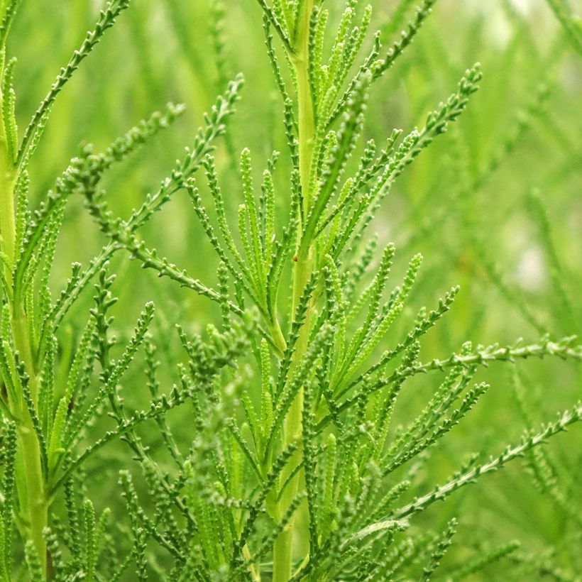 Santolina viridis (Foliage)