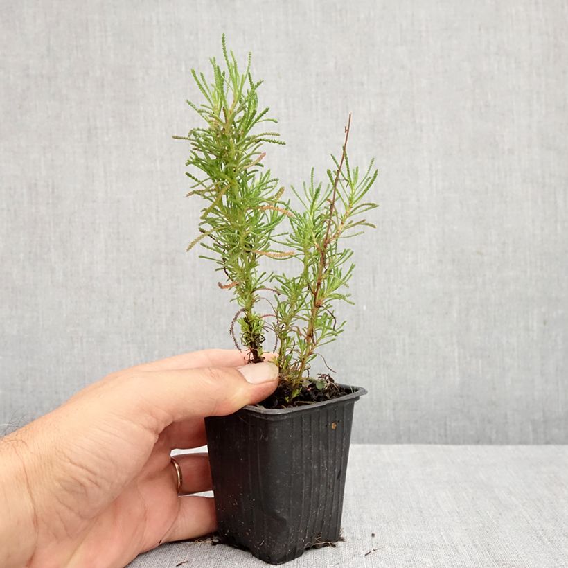 Santolina viridis 8/9 cm pot sample as delivered in summer