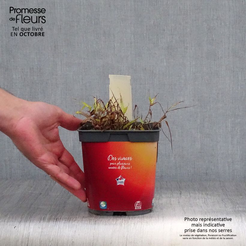 Hakonechloa macra All Gold - Japanese Forest Grass 2L/3L pot sample as delivered in autumn