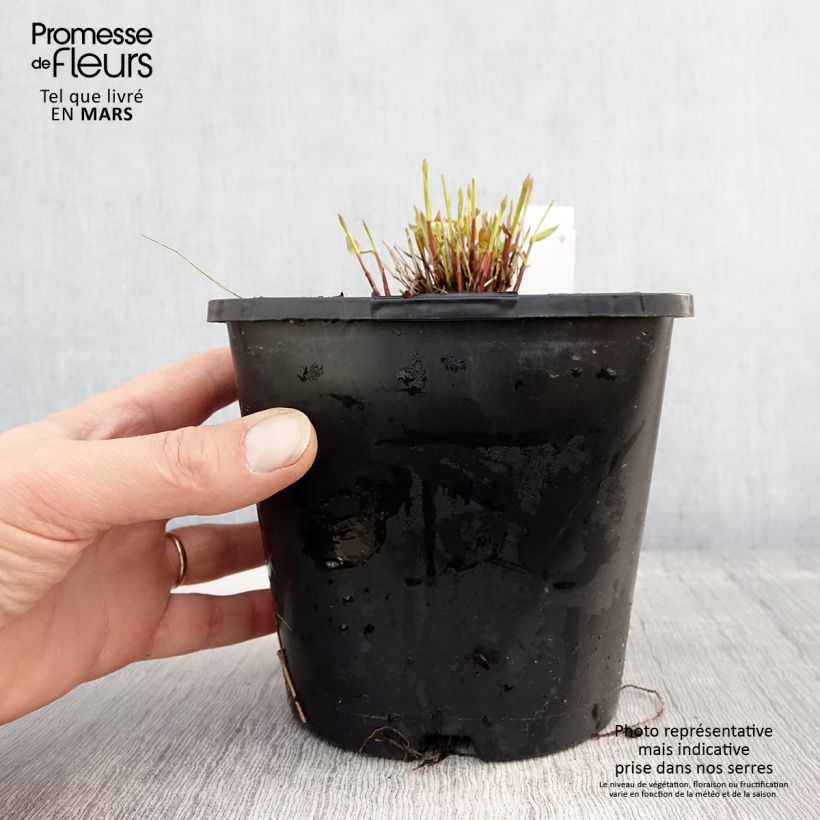 Hakonechloa macra All Gold - Japanese Forest Grass 2L/3L pot sample as delivered in spring