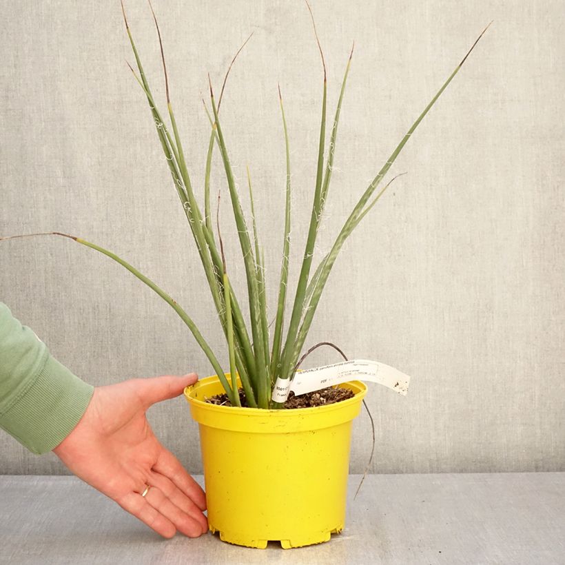 Hesperaloe parviflora Arizona Sunrise  3L/4L pot sample as delivered in winter
