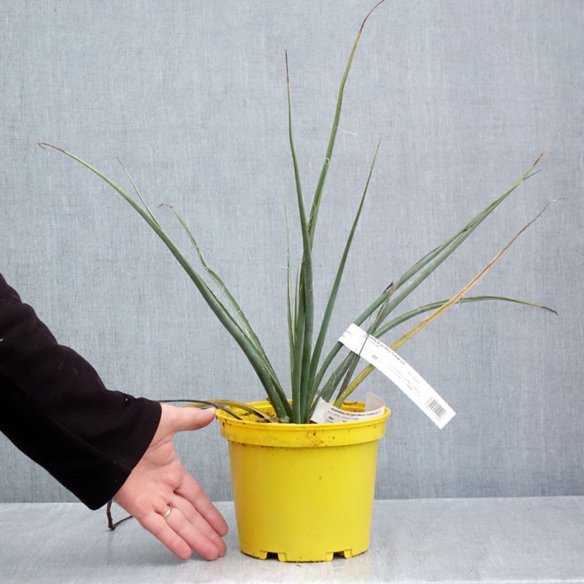 Hesperaloe parviflora Yellow Sun - Red yucca 3L/4L pot sample as delivered in autumn