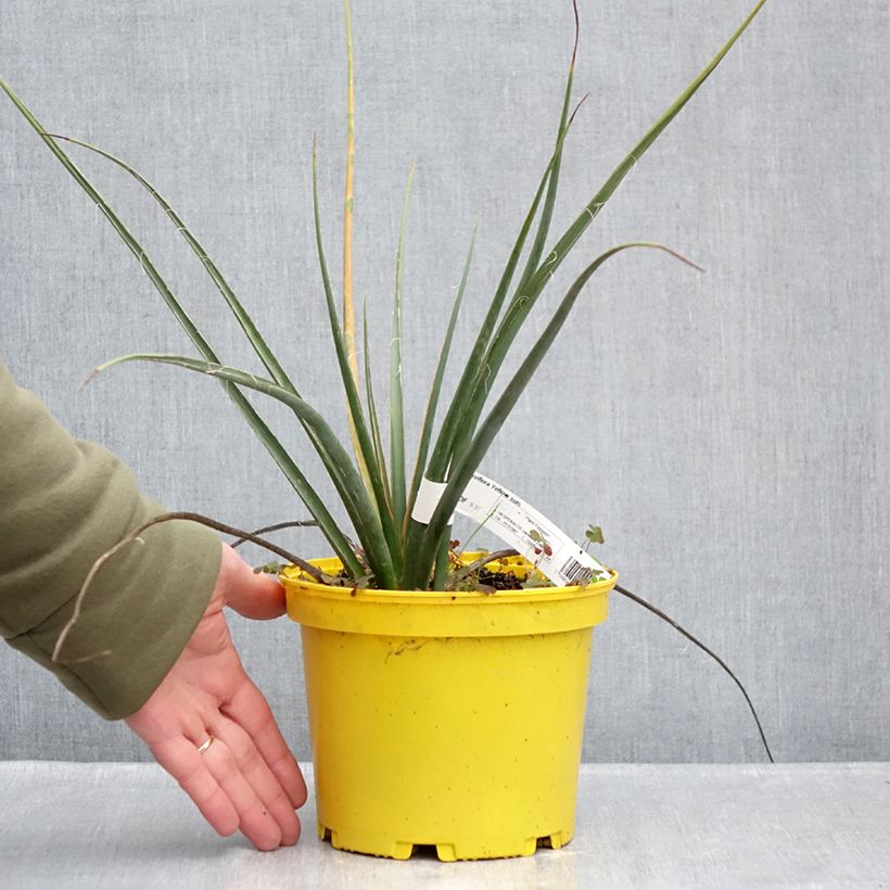 Hesperaloe parviflora Yellow Sun - Red yucca 3L/4L pot sample as delivered in winter