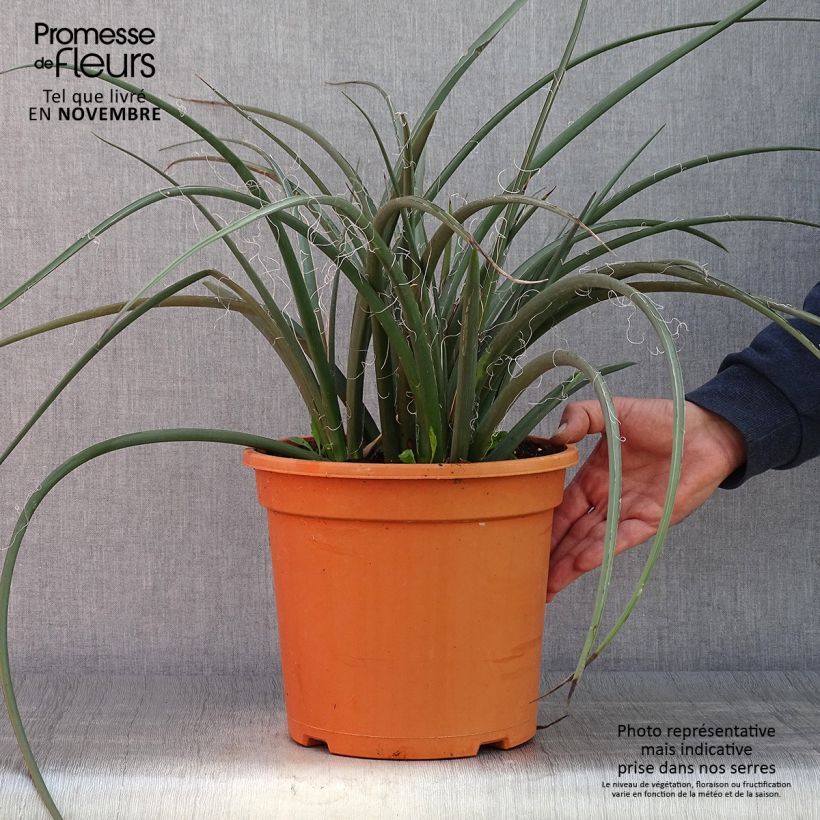 Hesperaloe parviflora - Red Yucca 7.5L/10L pot sample as delivered in autumn