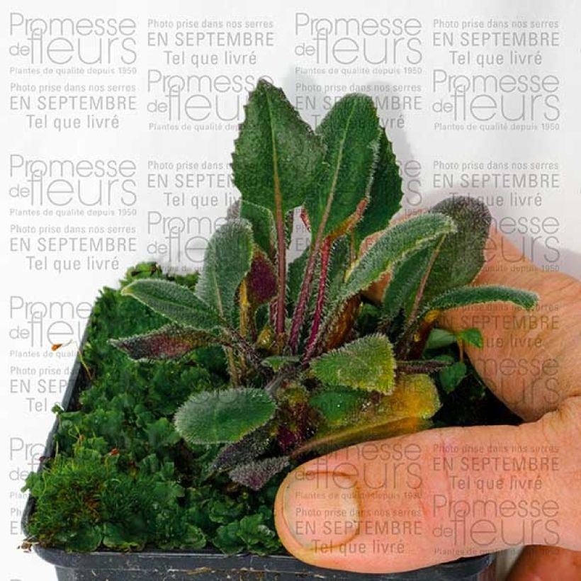 Example of Hesperis matronalis Alba - Julienne des dames Blanche  Godet de 8/9 cm specimen as delivered