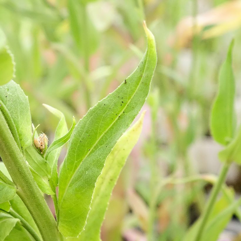 Hesperis matronalis (Foliage)