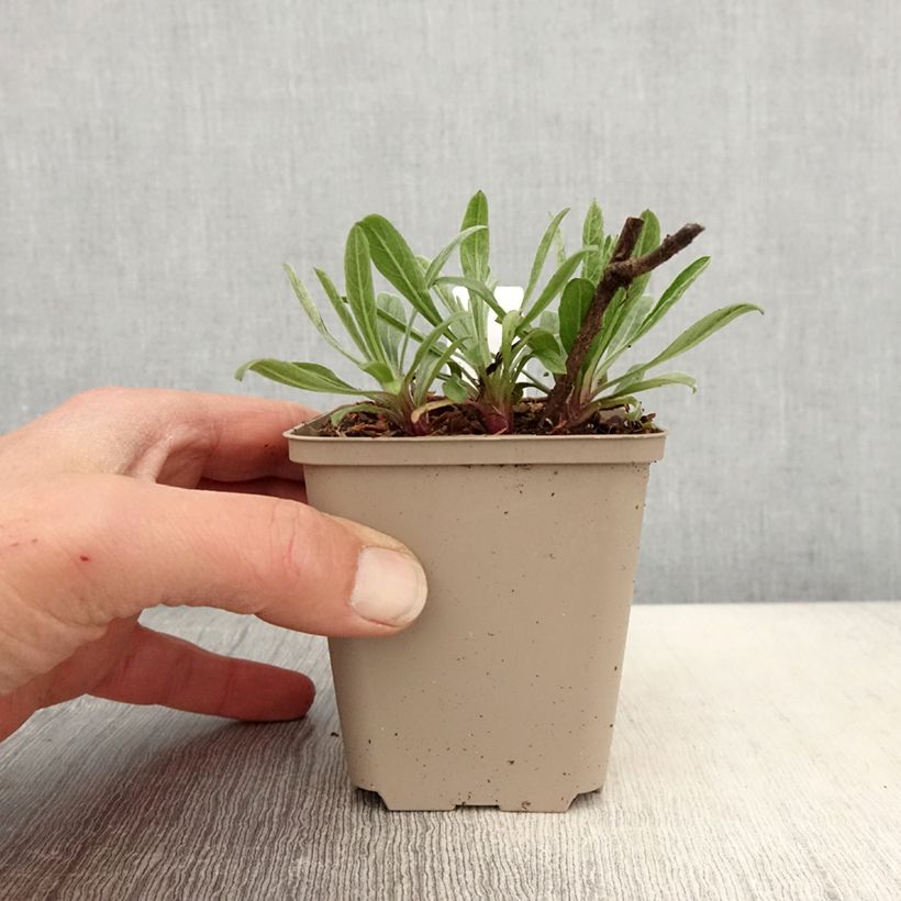 Heterotheca villosa Golden Sunshine - Hairy goldenaster 8/9 cm pot sample as delivered in spring