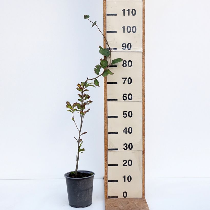 Fagus sylvatica - Beech 2L/3L pot sample as delivered in autumn