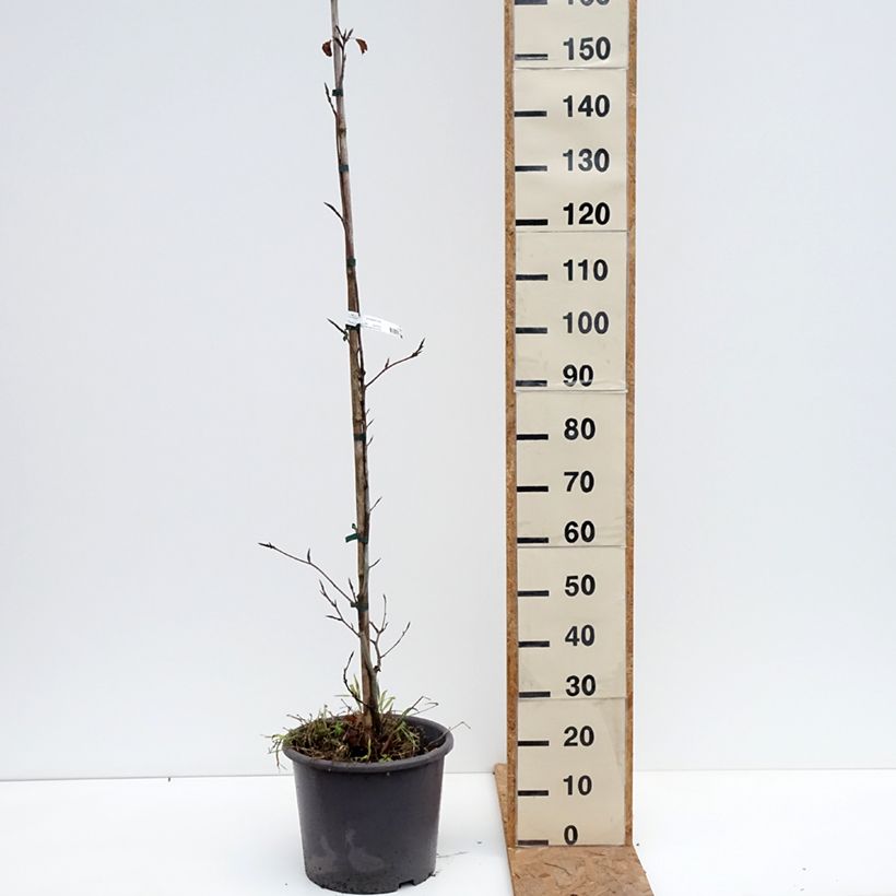 Fagus sylvatica Purpurea Tricolor - Beech 6L/7L pot sample as delivered in autumn