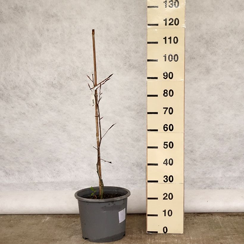 Fagus sylvatica Purpurea Tricolor - Beech 6L/7L pot sample as delivered in spring