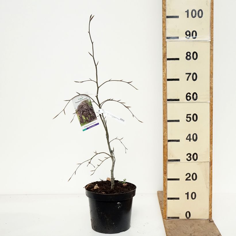 Fagus sylvatica Purpurea Pendula - Beech 7.5L/10L pot sample as delivered in spring