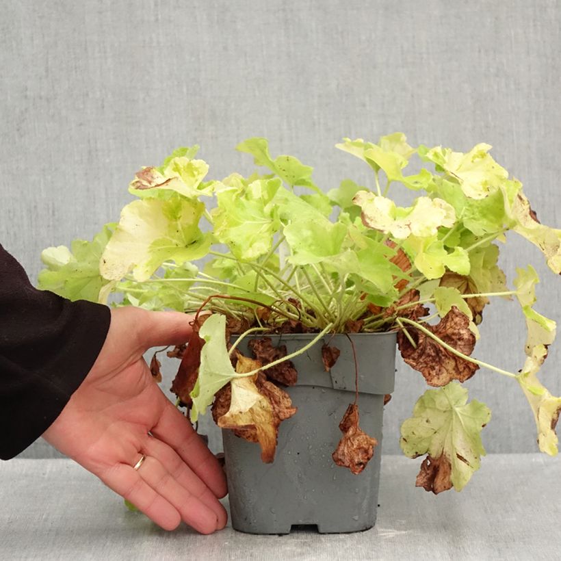 Heuchera hybrida Citronelle 1.5L/2L pot sample as delivered in autumn